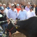 Resaltan avance de la ganadería de leche en Santiago Rodríguez