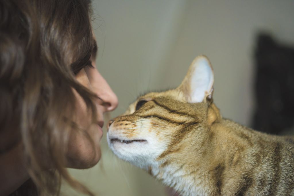 Desde expectativa de vida hasta personalidad: siete curiosidades de los gatos para celebrar en su día