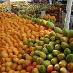 Graduaron a productores de mango en Baní