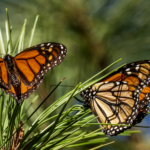 Repuntan las mariposas monarca que hibernan en California