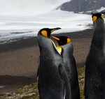 Tres veces más grandes que los mayores pingüinos modernos: Así era el “megapingüino” de Nueva Zelanda