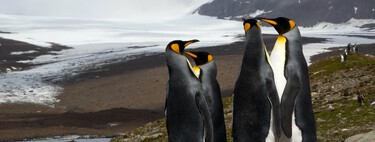 Tres veces más grandes que los mayores pingüinos modernos: Así era el “megapingüino” de Nueva Zelanda