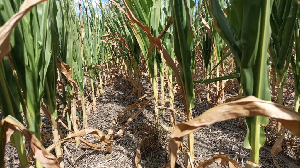 La sequía amenaza a la oferta de dólares: la cosecha de soja caería casi un 20% y la de maíz sería la más baja de los últimos 5 años