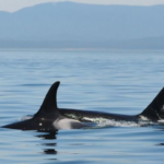 El sacrificio “de por vida” que hacen las orcas madre por sus crías