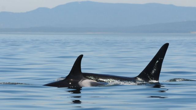 El sacrificio “de por vida” que hacen las orcas madre por sus crías