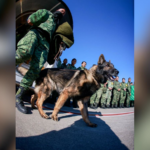 México anuncia que Proteo, un perro del Ejército, falleció en su misión de rescate en Turquía