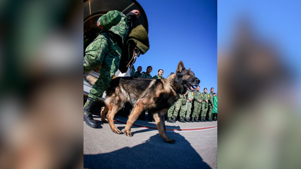 Ejército mexicano despide a Proteo, perro rescatista que murió en Turquía