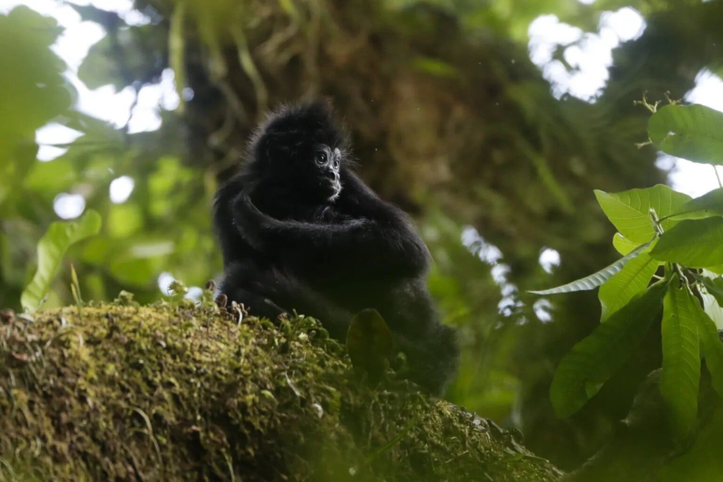 Chucantí, una reserva en el Darién de Panamá con una biodiversidad abrumadora