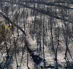 Quién está quemando realmente Asturias: resolviendo el mito de los "pirómanos" y los incendios forestales