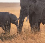 Antes de nosotros hubo otros seres humanos. Y ninguno es hoy tan misterioso como el hombre de Rhodesia