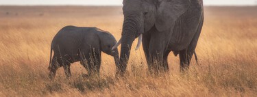 Antes de nosotros hubo otros seres humanos. Y ninguno es hoy tan misterioso como el hombre de Rhodesia