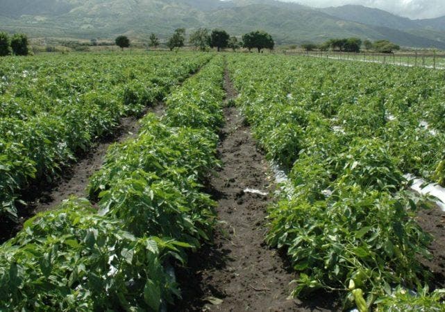 FAO: El hambre creció un 30 % en América Latina y el Caribe desde 2019