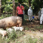 RD inicia aplicación de vacuna desarrollada por científicos vietnamitas y de EEUU contra la fiebre porcina