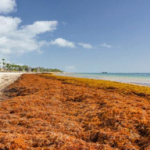 Cambio Climático, sargazo y conectividad, temas de Isla del Caribe