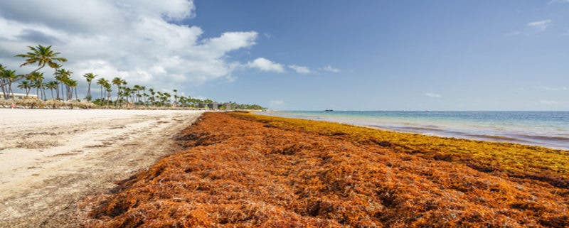 Cambio Climático, sargazo y conectividad, temas de Isla del Caribe