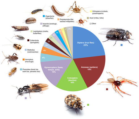 Siempre llega un momento en la vida en que toca decidir si matar a una araña (o no). Los aracnólogos tienen una respuesta