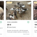 La sorprendente digitalización de las ferias de ganado en España ("Wallapop de vacas" incluido)