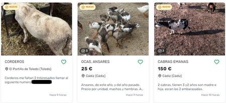 La sorprendente digitalización de las ferias de ganado en España ("Wallapop de vacas" incluido)