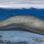 Pensábamos que la ballena azul era enorme. Hasta que encontramos a Colossus, el animal más pesado de la historia