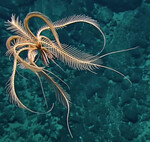 Acabamos de encontrar uno de los ecosistemas más extremos de nuestro planeta. Está debajo del lecho marino