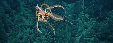 Acabamos de encontrar uno de los ecosistemas más extremos de nuestro planeta. Está debajo del lecho marino