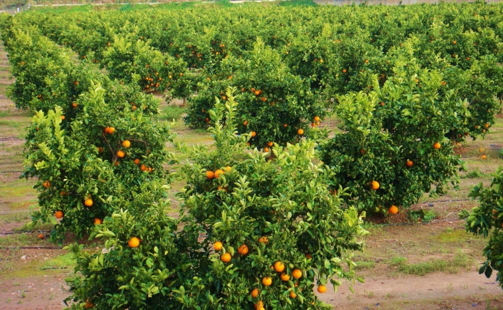 Alerta sobre escasez jugo de naranja por sequía