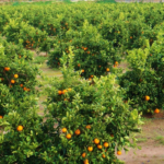 Alerta sobre escasez jugo de naranja por sequía