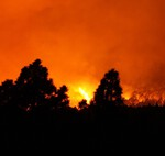 Cada vez más locales se decoran con plantas artificiales. Los incendios de Murcia ilustran por qué es un problema