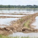 El cambio climático reduce el rendimiento agropecuario