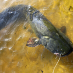 El negocio de la pesca del siluro en el Ebro: la sorprendente industria del pez monstruoso