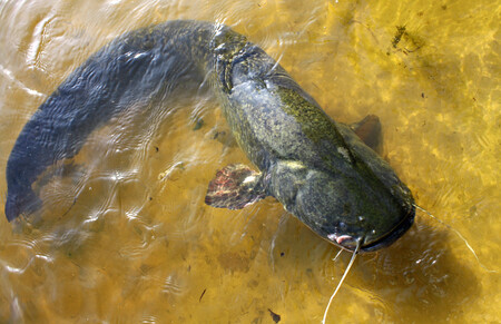 El negocio de la pesca del siluro en el Ebro: la sorprendente industria del pez monstruoso