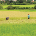 Arroz RD gana menos competitividad que AL