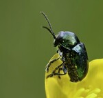 Una nueva especie de escarabajo que devora madera acaba de ser hallada en Elche. Y no sabemos cómo ha llegado aquí