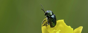 Una nueva especie de escarabajo que devora madera acaba de ser hallada en Elche. Y no sabemos cómo ha llegado aquí