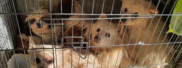 Corea del Sur ha comido perros desde hace siglos. A partir de ahora perseguirá esta práctica con tres años de cárcel