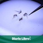 Mosquitos modificados biológicamente buscan terminar con el dengue