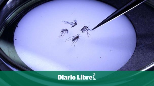 Mosquitos modificados biológicamente buscan terminar con el dengue