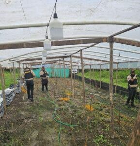 Autoridades desmantelan invernadero con 216 matas de marihuana en Guerra