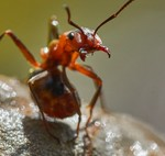 Resulta que hay otra especie terrestre que cura a sus heridos y realiza amputaciones quirúrgicas: las hormigas