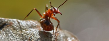 Resulta que hay otra especie terrestre que cura a sus heridos y realiza amputaciones quirúrgicas: las hormigas