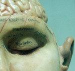 Mapear el cerebro humano es imposible con la tecnología actual. Google quiere lograrlo empezando con el de los ratones