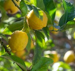 Las naranjas se venden en extrañas bolsas de red rojas por una razón muy sencilla: para que compres muchas más