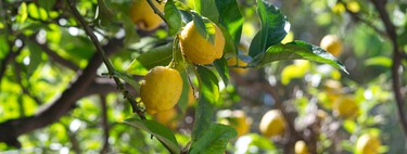 Las naranjas se venden en extrañas bolsas de red rojas por una razón muy sencilla: para que compres muchas más