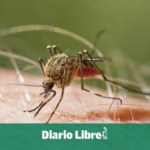 Conmemora el Día Internacional contra el Dengue