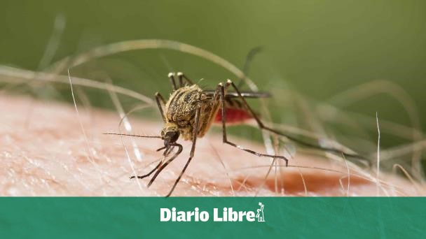 Conmemora el Día Internacional contra el Dengue