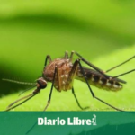 Detectan en República Dominicana virus  "Oropouche”