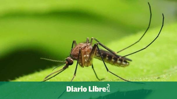 Detectan en República Dominicana virus  "Oropouche”