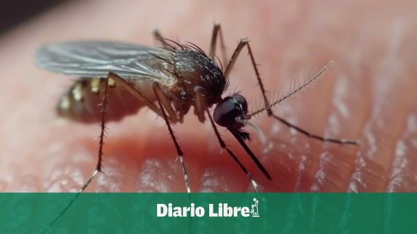 Qué debes saber sobre los síntomas del virus oropouche