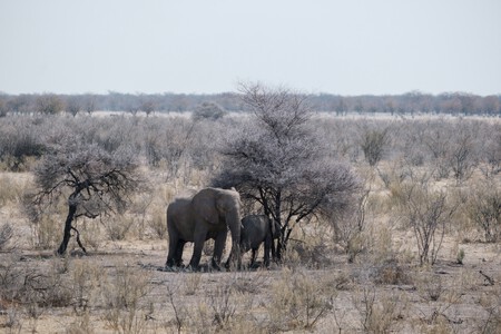 Namibia lucha contra una sequía dramática, así que ha tomado una decisión aún más dramática: sacrificar 83 elefantes