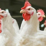 Mercado de pollo muestra mejoría en abastecimiento y oferta de 21.8 millones para septiembre